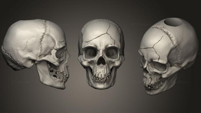 Anatomy of skeletons and skulls (Skull V1, ANTM_1057) 3D models for cnc